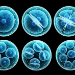 Conabios no ha aprobado todavía investigación sobre células madre