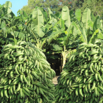 Revise los sectores donde se venden los plátanos a cinco pesos
