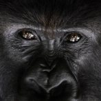 Medidas “extremas” para salvar a los gorilas en África