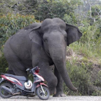 Elefante rebelde mata a cinco aldeanos en India