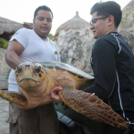 Un grupo de tortugas marinas vuelve al mar tras salir del hospital en México