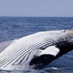 Hallan restos de petróleo en Abrolhos, cuna de ballenas en el Atlántico Sur
