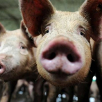 Otorgan plazo de 30 días a productores informales de cerdos para que eliminen criaderos
