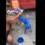 Arrestan hombre que pintó perro de azul para curar sarna