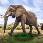 Al menos 200 elefantes mueren de hambre en el mayor parque de Zimbabue