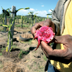 La pitahaya es un fruto rentable para la región Sur