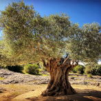 El árbol de olivo contará a partir del año que viene con su propio día mundial