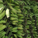 Plátanos a RD$7 en Mercadon y el Inespre