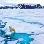 Osos polares en el Ártico se ven obligados a comer plástico, dice científico