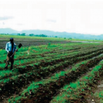 Sector agroempresarial dominicano presenta logros y desafíos para próximo año