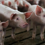 Fabricantes de embutidos comprarán excedentes de la producción de cerdos