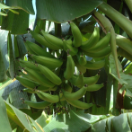 Agricultura crea una Comisión Nacional del Plátano