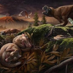 Fósiles del Cretácico revelan los orígenes del oído medio en mamíferos