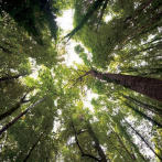 Destacan el papel de los bosques ante el cambio climático en los trópicos