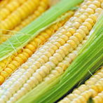 El maíz y la soja suben tras anuncio de acuerdo comercial EEUU-China
