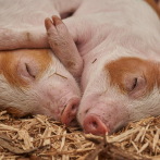 La peste porcina mata a más de 27,000 cerdos en Indonesia