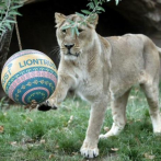 Más de 22.000 personas logran comprar un zoo francés para salvar sus animales