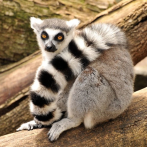 El cambio climático es la nueva amenaza sobre los lemures de Madagascar