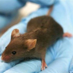 Investigadores chinos logran engendrar ratones en células de la granulosa
