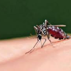 Mosquitos se hacen resistentes al insecticida por sus patas