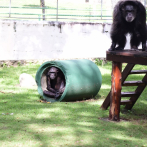 Linda y María, las chimpancés que viven en el Zoológico Nacional