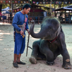 La esclavitud de los elefantes en Tailandia por el turismo animal