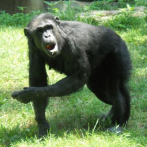 Los chimpancés también se dejan llevar por el ritmo de la música, según científicos