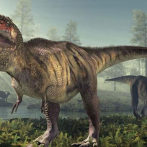 No hubo un T.Rex pigmeo, sino crías en crecimiento exponencial
