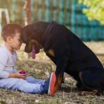 Lazos afectivos que los niños crean con sus perros pueden ayudarlos a superar la sensación de miedo o tristeza