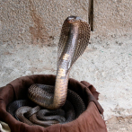 Secuencian el genoma de la cobra india para conseguir un antiveneno