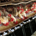 ¿En que se diferencia la influenza aviar de la enfermedad de Newcastle que afecta a pollos de zonas del Cibao?