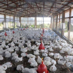 ¿Qué es la enfermedad de Newcastle que afecta a pollos en zonas del Cibao Central?