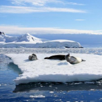 Buscan nuevos datos sobre cómo se separó la Antártida de América del Sur