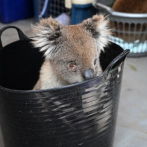 Un improvisado hospital en Australia para salvar a koalas de los incendios