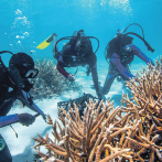 Restauración de corales tendrá financiamiento
