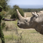 Crean embrión de especie de rinoceronte casi extinta
