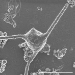 Este extraño microbio podría ser uno de los grandes saltos en las formas de vida