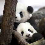 Pandas del zoo de Berlín dan sus primeros pasos en público