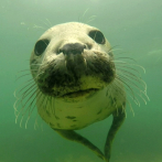 Las focas también 'aplauden' bajo el agua para comunicarse