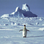 ONU: Base argentina en Antártida registra temperatura récord