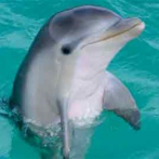 Buscan a responsable de la muerte a tiros de un delfín en Florida