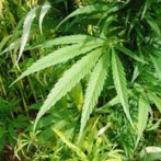 California quiere borrar 85.000 condenas por cannabis de los registros penales