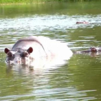 En 2050 los 4 hipopótamos de Pablo Escobar se habrán hecho miles en Colombia