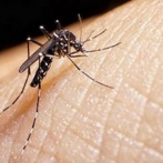 El dengue y la malaria presentan alta incidencia en lo que va de año