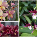 ‘Amor, patria y orquídeas’: un encuentro con la dominicanidad