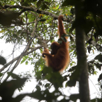 El orangután más vulnerable del mundo amenazado por una presa en Indonesia
