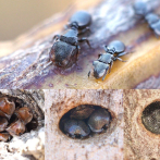 Una especie de hormigas muestra que la evolución puede ser reversible
