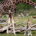 Zoo de Praga reabre con nuevas especies exóticas nacidas en la cuarentena