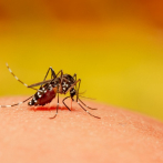 Dengue y malaria: preocupaciones añadidas en tiempos de la Covid-19
