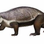 Descubierto en Madagascar un extraño mamífero de hace 66 millones de años